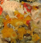 Afbeeldingsresultaten voor "spongia Virgultosa". Grootte: 176 x 185. Bron: doris.ffessm.fr