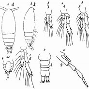 Risultato immagine per "calocalanus Minor". Dimensioni: 184 x 185. Fonte: copepodes.obs-banyuls.fr