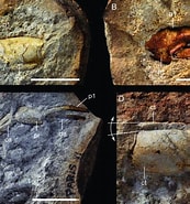 Image result for Neoglyphea inopinata Rijk. Size: 173 x 185. Source: www.researchgate.net