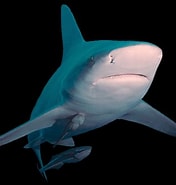 Image result for Zandbankhaai. Size: 176 x 185. Source: www.adcdiving.be