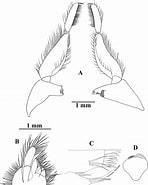 Image result for Amblyopsoides obtusa Geslacht. Size: 148 x 185. Source: www.researchgate.net
