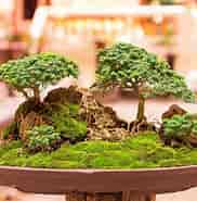 Billedresultat for World Dansk Hus og Hjem Haver Planter bonsai. størrelse: 182 x 185. Kilde: bedrelivsstil.dk