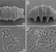 Image result for Echiniscus elegans familie. Size: 199 x 185. Source: www.researchgate.net