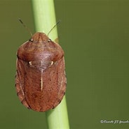Image result for Sminthea Eurygaster Stam. Size: 184 x 185. Source: crnatura.wordpress.com