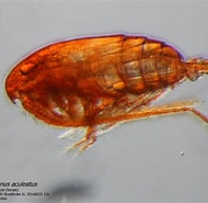 Image result for "paracalanus Aculeatus". Size: 190 x 185. Source: www.csiro.au