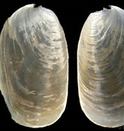 Image result for "berthella Plumula". Size: 176 x 185. Source: www.gastropods.com