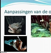 diepzeehengelvis voortplanting ಗಾಗಿ ಇಮೇಜ್ ಫಲಿತಾಂಶ. ಗಾತ್ರ: 180 x 185. ಮೂಲ: www.youtube.com