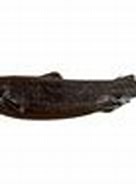 Afbeeldingsresultaten voor "etmopterus Unicolor". Grootte: 136 x 93. Bron: fishesofaustralia.net.au