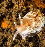 Image result for "aeolidiella Glauca". Size: 176 x 185. Source: www.nudibranch.org