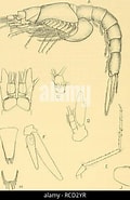 Image result for Amblyopsoides obtusa Rijk. Size: 120 x 185. Source: www.alamy.com