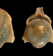 Image result for "diacavolinia Pacifica". Size: 176 x 185. Source: seaslugsofhawaii.com