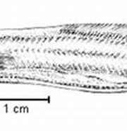 Image result for "nybelinella Erikssoni". Size: 180 x 82. Source: fishillust.com