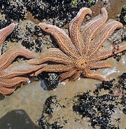 Image result for Stichasteridae dieet. Size: 180 x 185. Source: www.mollusca.co.nz