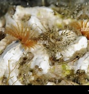 Afbeeldingsresultaten voor "pomatoceros Lamarcki". Grootte: 176 x 185. Bron: www.alamy.com