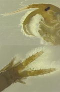 Afbeeldingsresultaten voor Echinogammarus finmarchicus Orde. Grootte: 120 x 185. Bron: www.researchgate.net