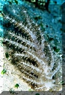 Image result for Paralcyoniidae. Size: 127 x 185. Source: www.wetwebmedia.com