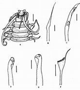 Paradiopatra Fiordica Geslacht に対する画像結果.サイズ: 165 x 185。ソース: www.researchgate.net