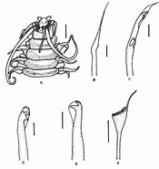 Afbeeldingsresultaten voor Paradiopatra Fiordica Geslacht. Grootte: 175 x 185. Bron: www.researchgate.net