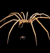 Image result for Sea spider Wikipedia. Size: 174 x 185. Source: www.australiangeographic.com.au