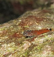 Image result for Microlipophrys nigriceps Feiten. Size: 176 x 185. Source: doris.ffessm.fr