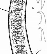 "octobranchus Floriceps" के लिए छवि परिणाम. आकार: 162 x 185. स्रोत: www.researchgate.net