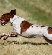 Результат пошуку зображень для World Dansk Fritid Husdyr hunde racer stående Jagthunde Breton. Розмір: 174 x 185. Джерело: www.dkk.dk