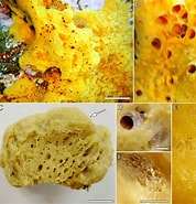 Afbeeldingsresultaten voor Crella Pytheas fusifera Rijk. Grootte: 178 x 185. Bron: www.researchgate.net
