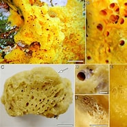 Afbeeldingsresultaten voor Crella Pytheas fusifera Geslacht. Grootte: 185 x 185. Bron: www.researchgate.net