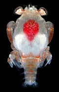Image result for "arachnomysis Megalops". Size: 120 x 185. Source: www.roboastra.com