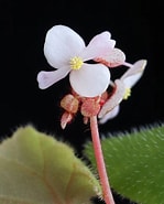 Afbeeldingsresultaten voor "Amphorellopsis Quinquealata". Grootte: 149 x 185. Bron: www.phytoimages.siu.edu