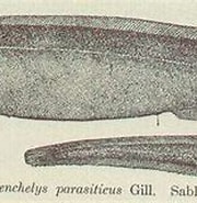 Image result for Simenchelys parasitica Geslacht. Size: 180 x 118. Source: picryl.com