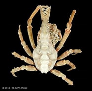 Image result for "xenocarcinus Depressus". Size: 187 x 185. Source: www.crustaceology.com