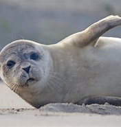 Afbeeldingsresultaten voor Wat eet een zeehond. Grootte: 176 x 185. Bron: carpediem3.weebly.com