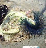 Image result for Spirobranchus cariniferus. Size: 176 x 185. Source: www.reeflex.net