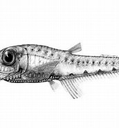 Image result for Valenciennellus tripunctulatus Stam. Size: 172 x 185. Source: fishesofaustralia.net.au