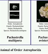 Image result for Pachastrella Dilifera. Size: 167 x 185. Source: www.youtube.com
