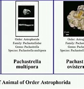 Pachastrella Dilifera に対する画像結果.サイズ: 175 x 185。ソース: www.youtube.com