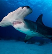 Afbeeldingsresultaten voor Levendbarende Haaiensoorten. Grootte: 176 x 185. Bron: deinetiere.com