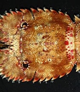 Afbeeldingsresultaten voor "parribacus Antarcticus". Grootte: 161 x 185. Bron: calphotos.berkeley.edu
