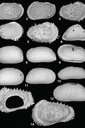 Image result for "acanthocythereis Dunelmensis". Size: 124 x 185. Source: publications.iodp.org