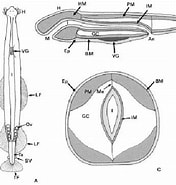 Image result for "sagitta Demipenna". Size: 176 x 185. Source: www.researchgate.net