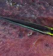 Image result for Elacatinus louisae. Size: 176 x 185. Source: www.reefguide.org
