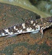 Image result for "mauligobius Maderensis". Size: 176 x 185. Source: www.inaturalist.org