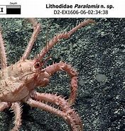 Image result for Multicrustacea. Size: 176 x 185. Source: www.ncei.noaa.gov