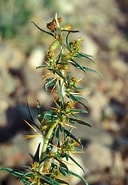 Image result for "castanidium Spinosum". Size: 128 x 185. Source: gobotany.nativeplanttrust.org