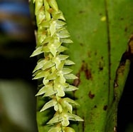Image result for "coelodendrum Furcatissimum". Size: 187 x 185. Source: orchidofsumatra.blogspot.com