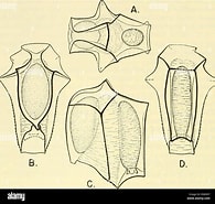 Image result for "abyla Trigona". Size: 195 x 185. Source: www.alamy.com