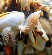 Image result for Fiona pinnata. Size: 176 x 185. Source: mollusca.co.nz