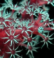 Image result for Octocorallia Feiten. Size: 175 x 185. Source: alchetron.com