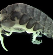 Image result for Ischyrocerus anguipes Stam. Size: 178 x 183. Source: researcharchive.calacademy.org
